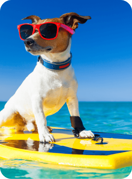 puppy riding a surfboard while wearing red sunglasses